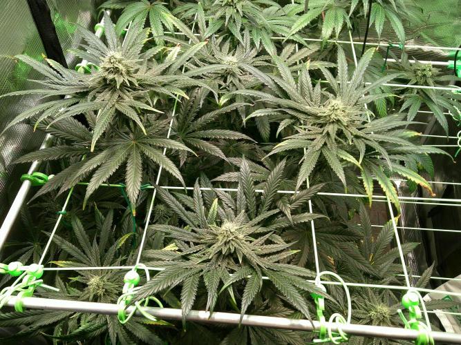 2nd German Grow. Week 6