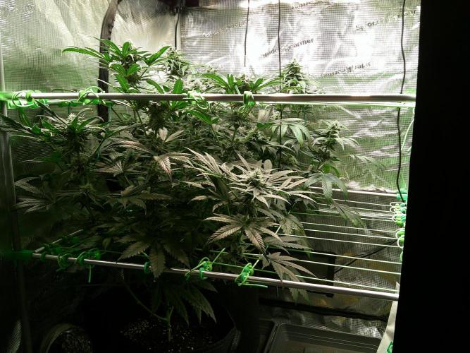 2nd German Grow. Week 6