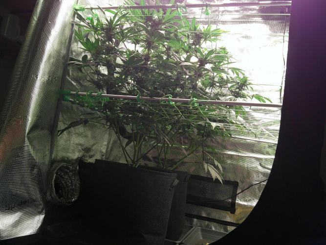 2nd German Grow. Week 6