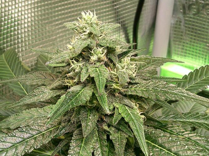 2nd German Grow. Week 6