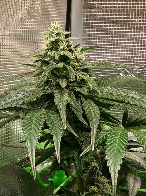 2nd German Grow. Week 6