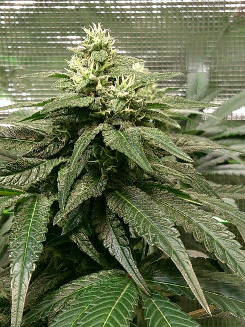 2nd German Grow. Week 6