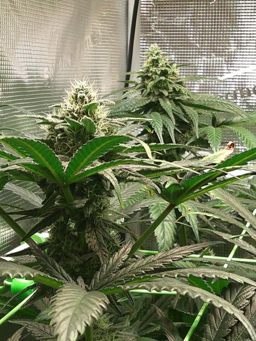 2nd German Grow. Week 6