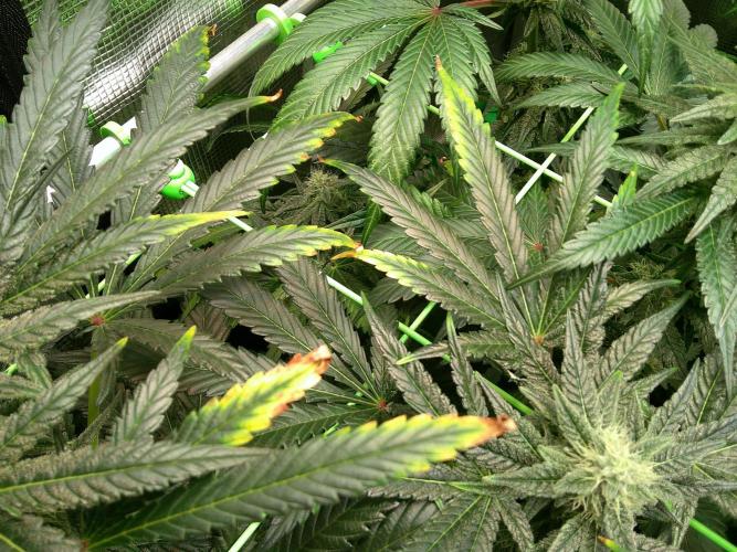 2nd German Grow. Week 6