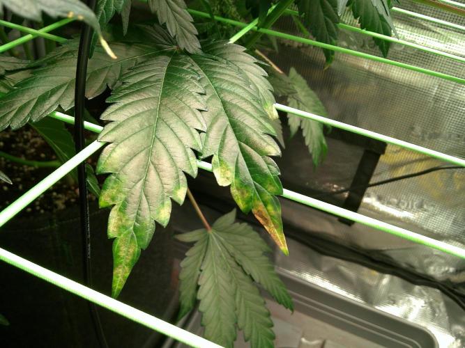 2nd German Grow. Week 6