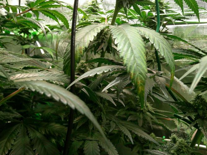 2nd German Grow. Week 6