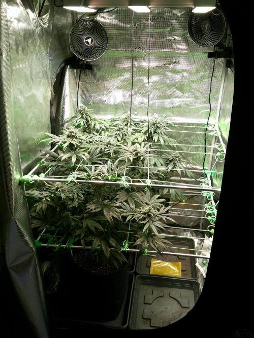 2nd German Grow. Week 7