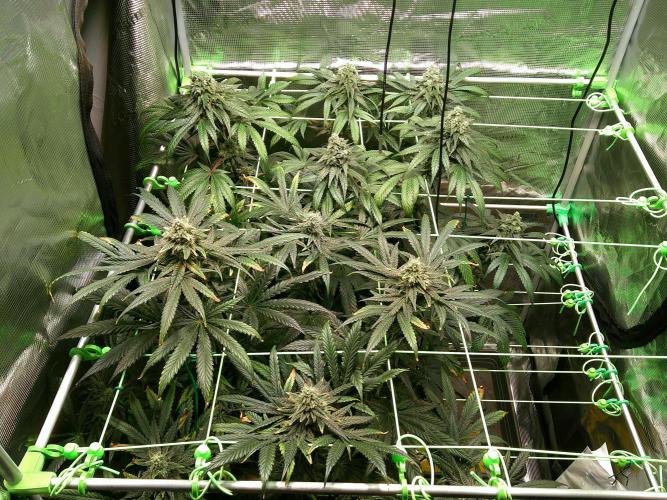 2nd German Grow. Week 7