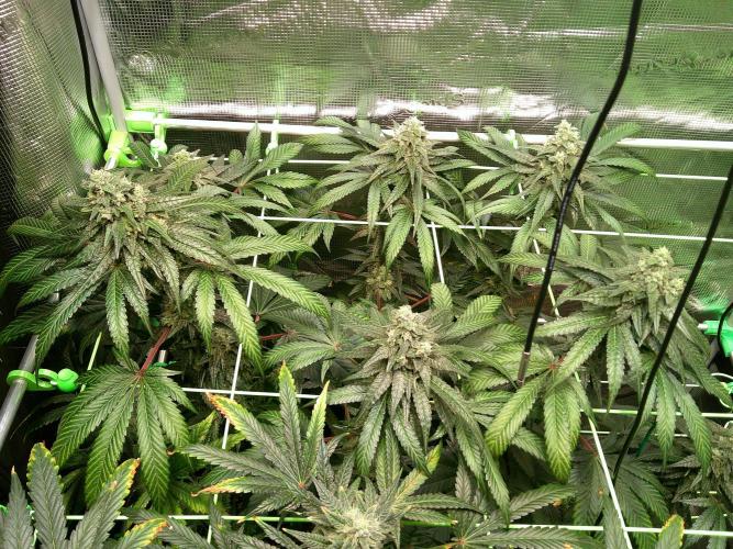 2nd German Grow. Week 7