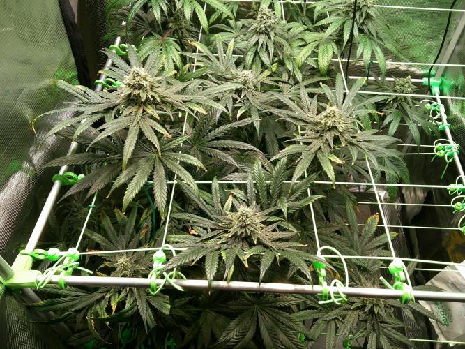 2nd German Grow. Week 7