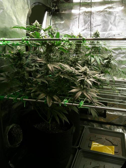 2nd German Grow. Week 7