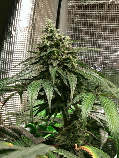 2nd German Grow. Week 7