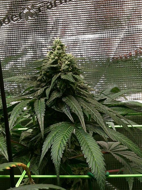 2nd German Grow. Week 7