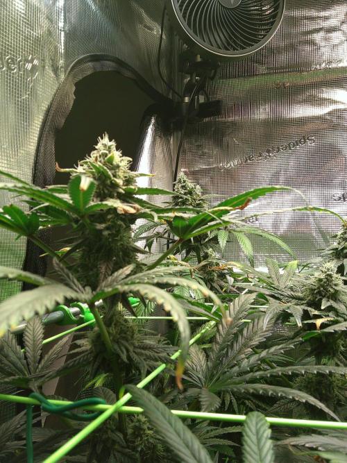 2nd German Grow. Week 7