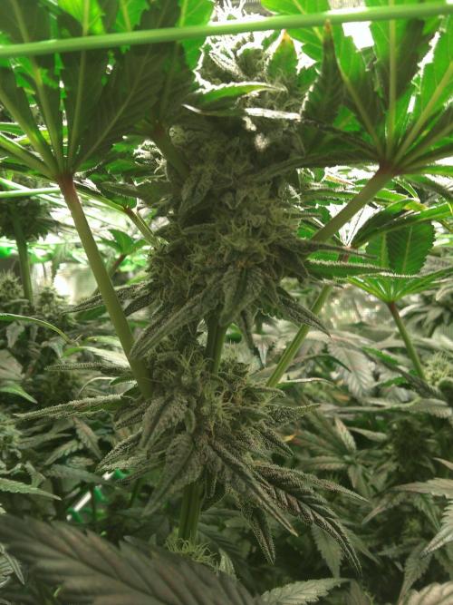 2nd German Grow. Week 7