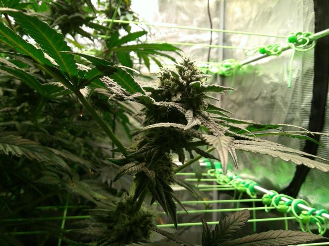 2nd German Grow. Week 7