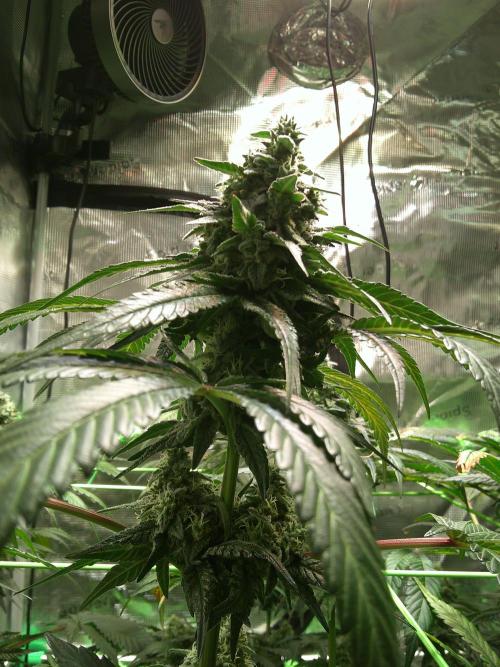 2nd German Grow. Week 7