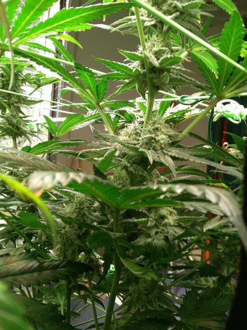 2nd German Grow. Week 7