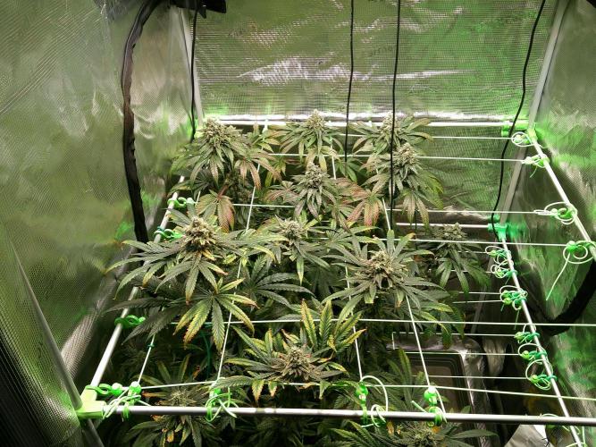 2nd German Grow. Week 8