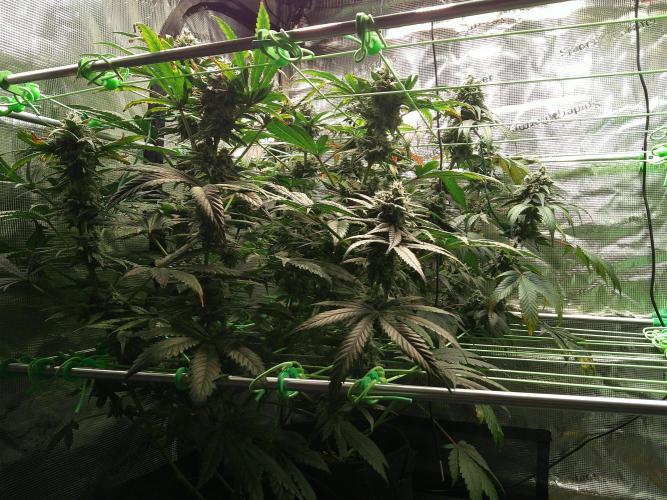 2nd German Grow. Week 8