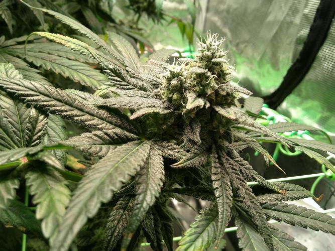 2nd German Grow. Week 8