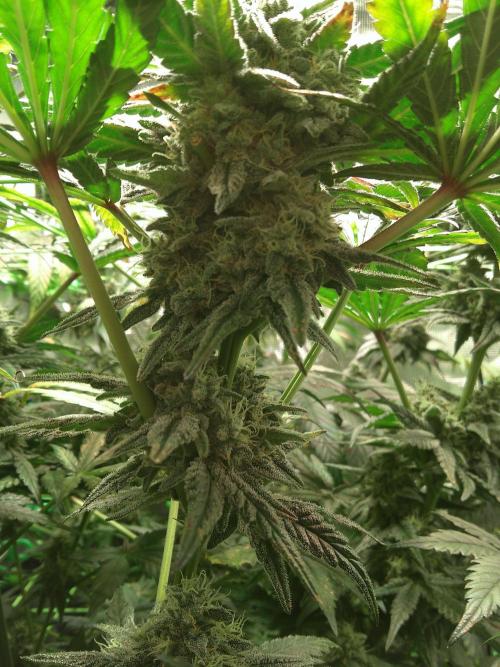 2nd German Grow. Week 8