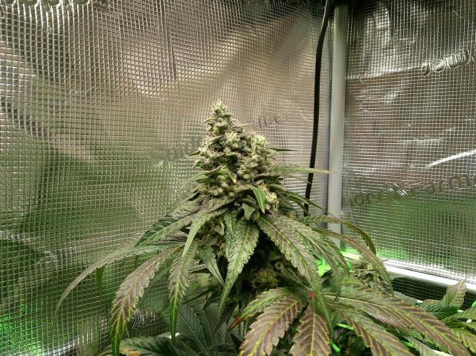 2nd German Grow. Week 8