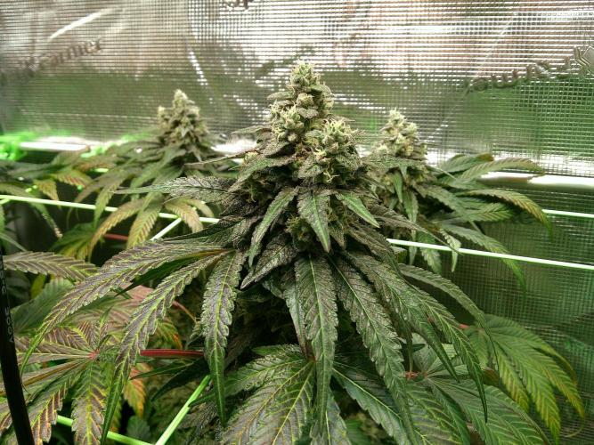 2nd German Grow. Week 8