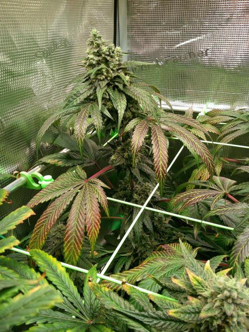 2nd German Grow. Week 8