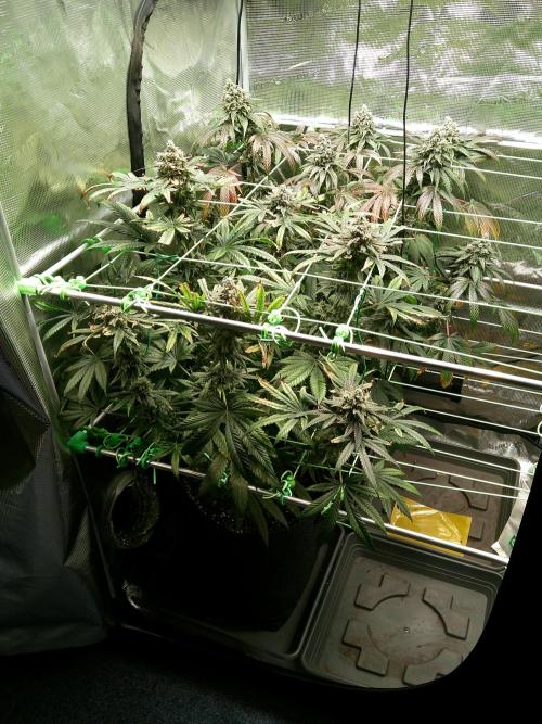 2nd German Grow. Week 9