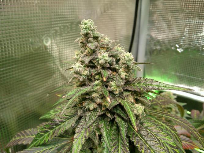 2nd German Grow. Week 9