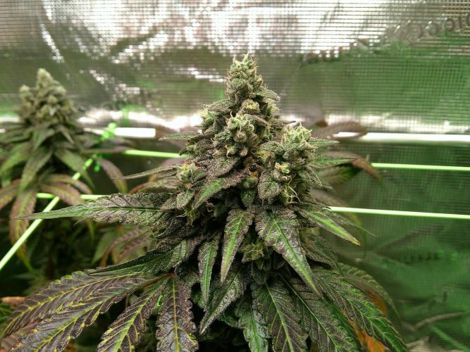 2nd German Grow. Week 9