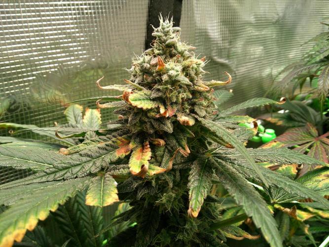 2nd German Grow. Week 9