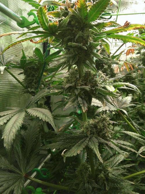 2nd German Grow. Week 9