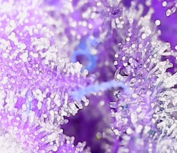 2nd German Grow. Week 9