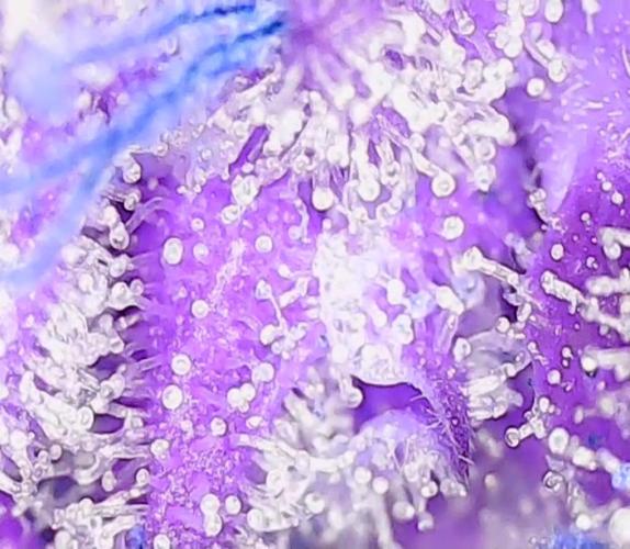 2nd German Grow. Week 9