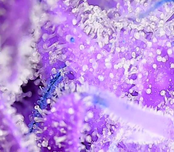 2nd German Grow. Week 9