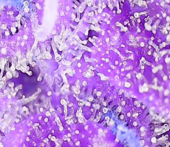 2nd German Grow. Week 9