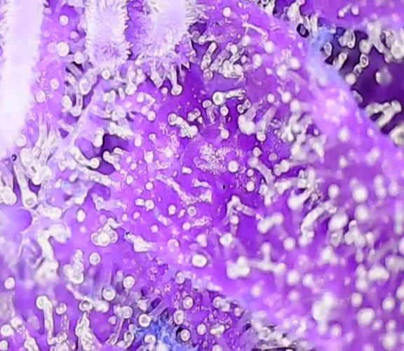 2nd German Grow. Week 9