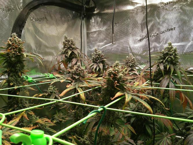 2nd German Grow. Week 10