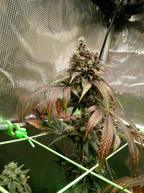 2nd German Grow. Week 10