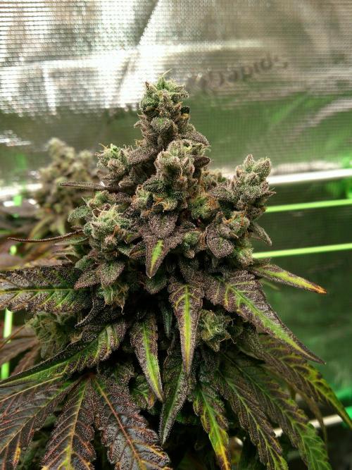 2nd German Grow. Week 10