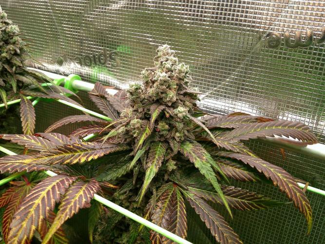 2nd German Grow. Week 10