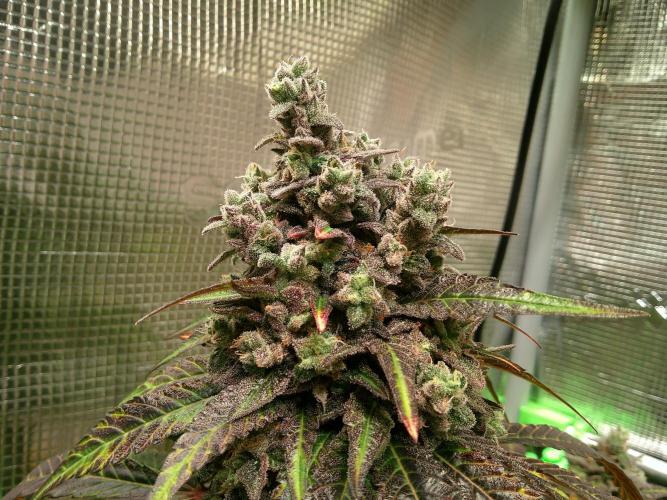 2nd German Grow. Week 10