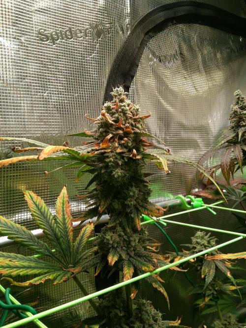 2nd German Grow. Week 10