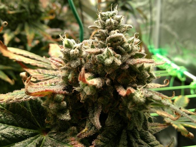 2nd German Grow. Week 10