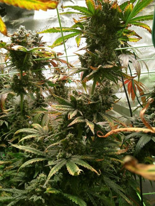 2nd German Grow. Week 10