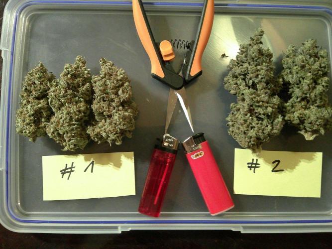 GG-I-1 Girl Scout Cookies. Week 12