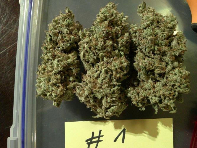 GG-I-1 Girl Scout Cookies. Week 12