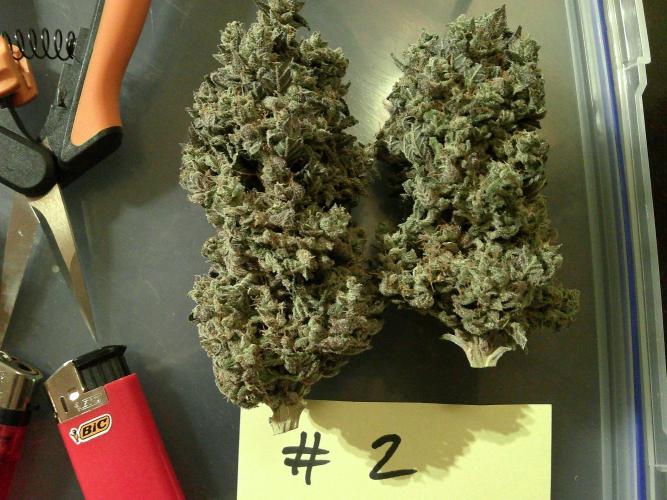 GG-I-1 Girl Scout Cookies. Week 12